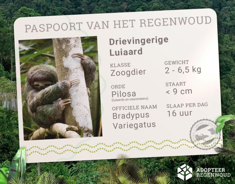 Weetjes over de drievingerige luiaard - Adopteer Regenwoud