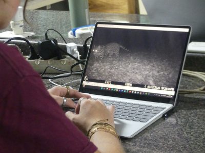 trapcam analyse ocelot