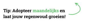 Make-your-gift-monthly-and-protect-rainforest-year-round